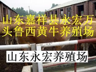 种公羊价格,小尾寒羊报价_农副产品_世界工厂网